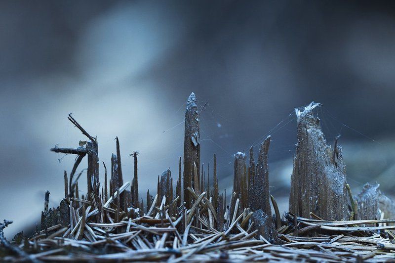 макро, город, дерево, небоскреб, дома, здания, лес город будущего фото превью