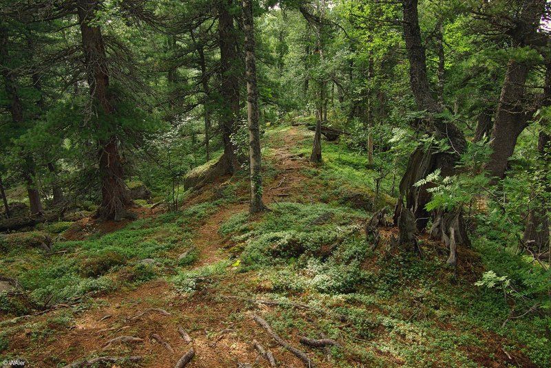 PRO Сказочный лес фото превью