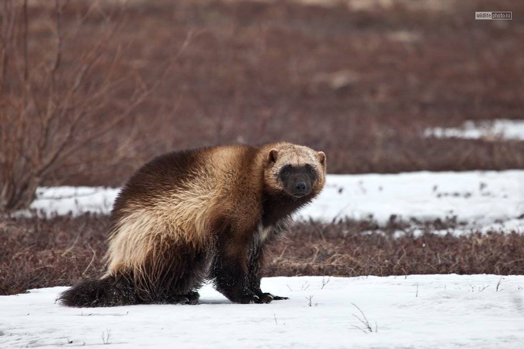 кроноцкий заповедник, камчатка,росомаха, Сергей Краснощёков