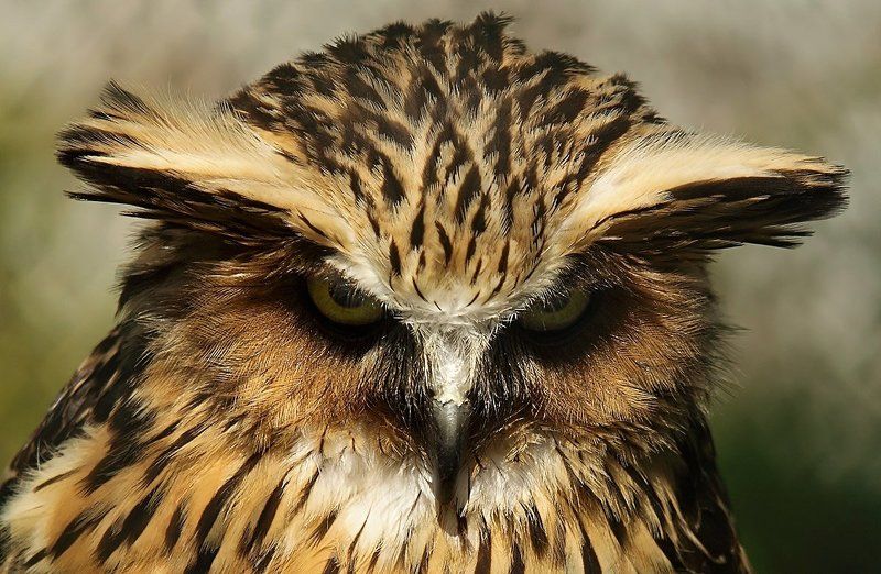 Ох ненравишся ты мне фотограф фото превью