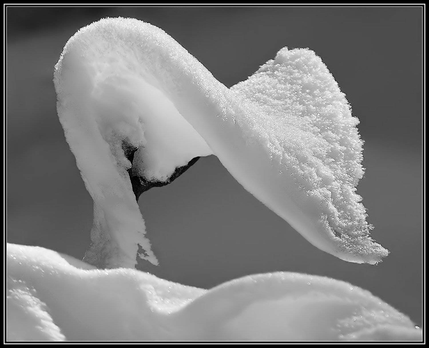 снег, снежный надув, лебедь, кобра, образ, Ne Horoshiy