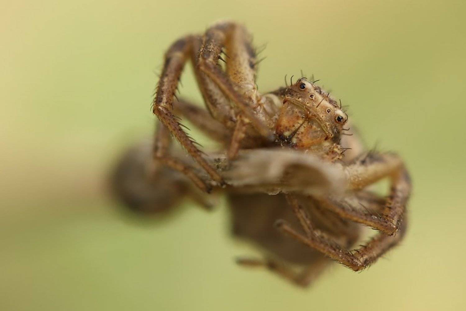 , Сергей Салюков