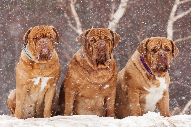 dog, Собака Викинги фото превью