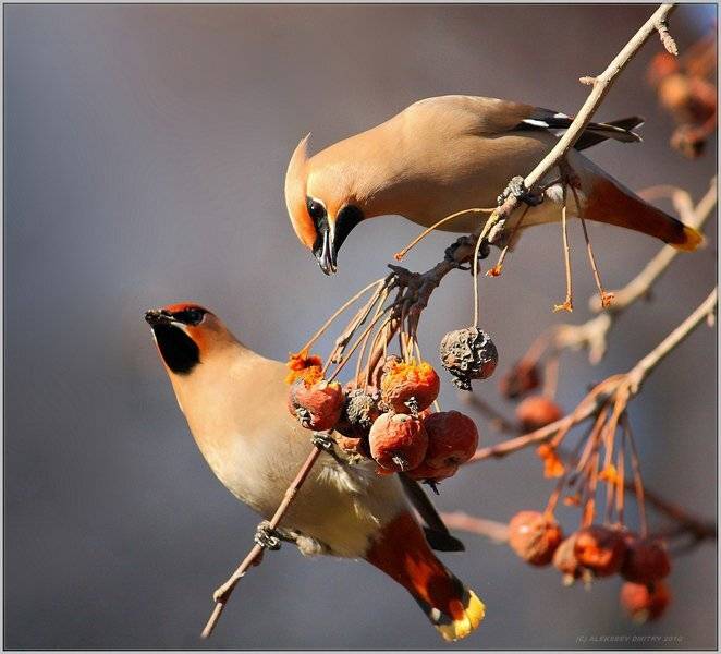 свиристель, природа, птицы, Дмитрий Алексеев