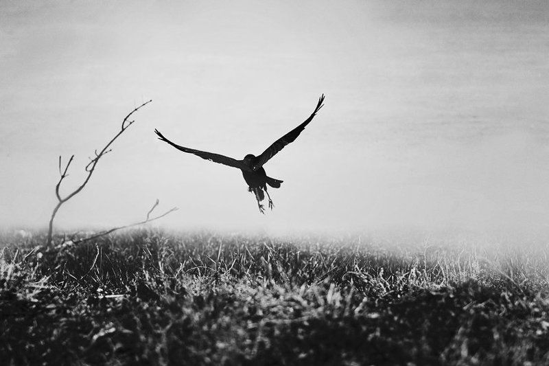 Birdy фото превью