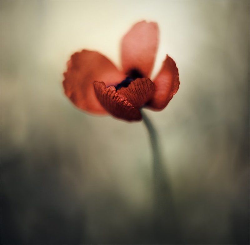 falling awake... фото превью