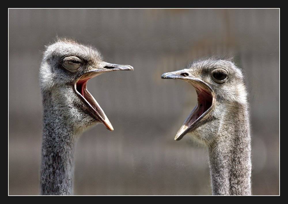 страусы, киевский зоопарк, Алексей Соловей