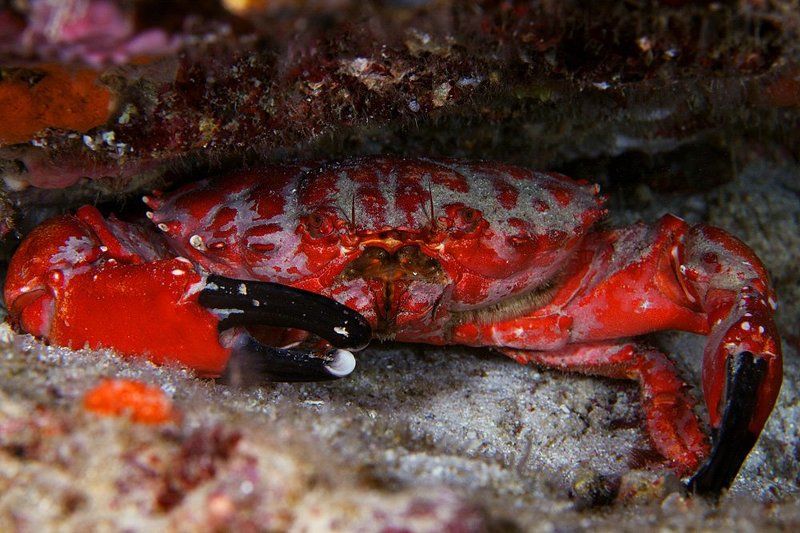 red, underwater, grab, similan, night Варёный фото превью