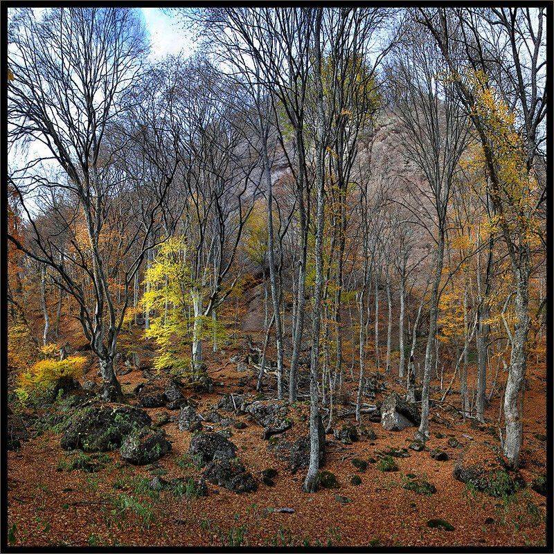 крым, осенний лес, Владимир Метцгер