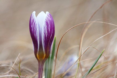 весна в крыму