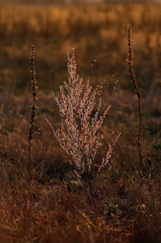 полынь, закат, контровый свет Неброское обаяние полыни фото превью