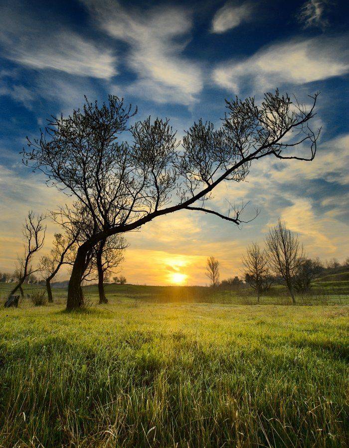 рассвет, весна, роса, трава, Виталий Башкатов