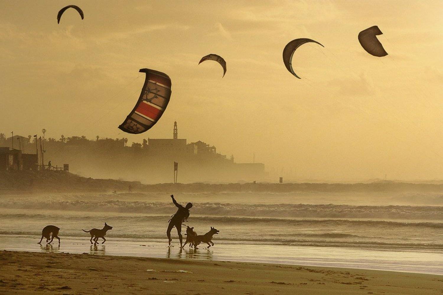 кайтсёрфинг, море, закат, собаки, игрок, Boris KOPMAN