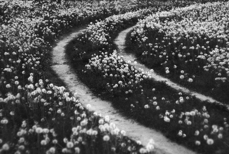 white roads фото превью