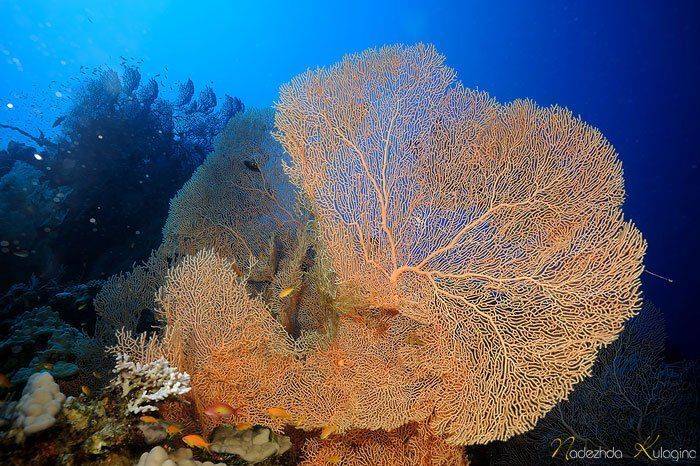 underwater, Nadya Kulagina