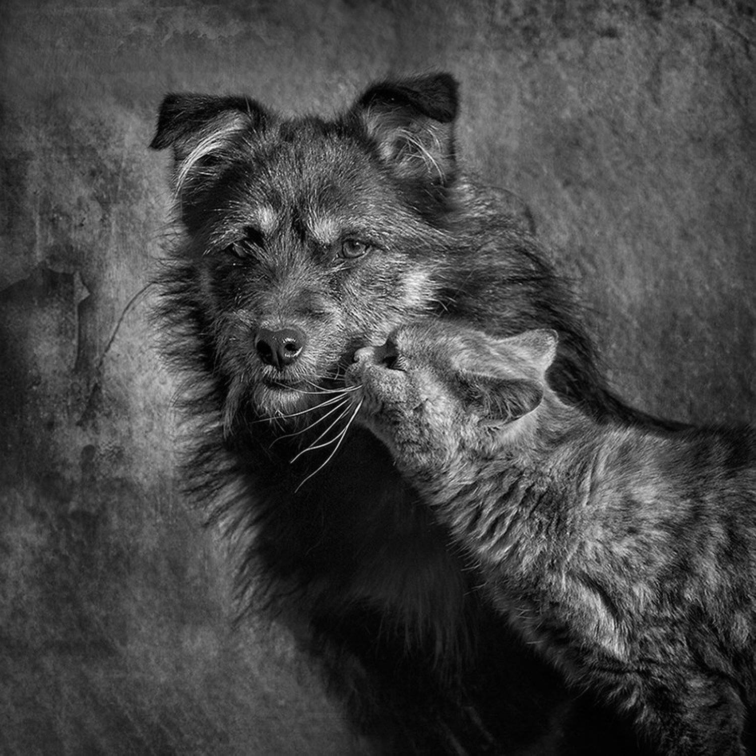 , Сергей Мироненко