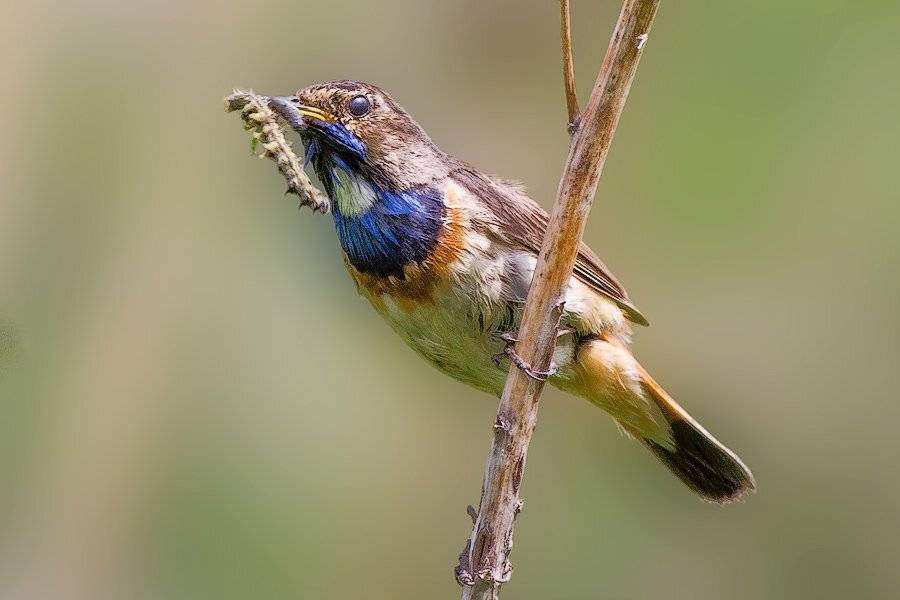 варакушка, птичка, гусеница, Георгий Грушин (Photo-classic)