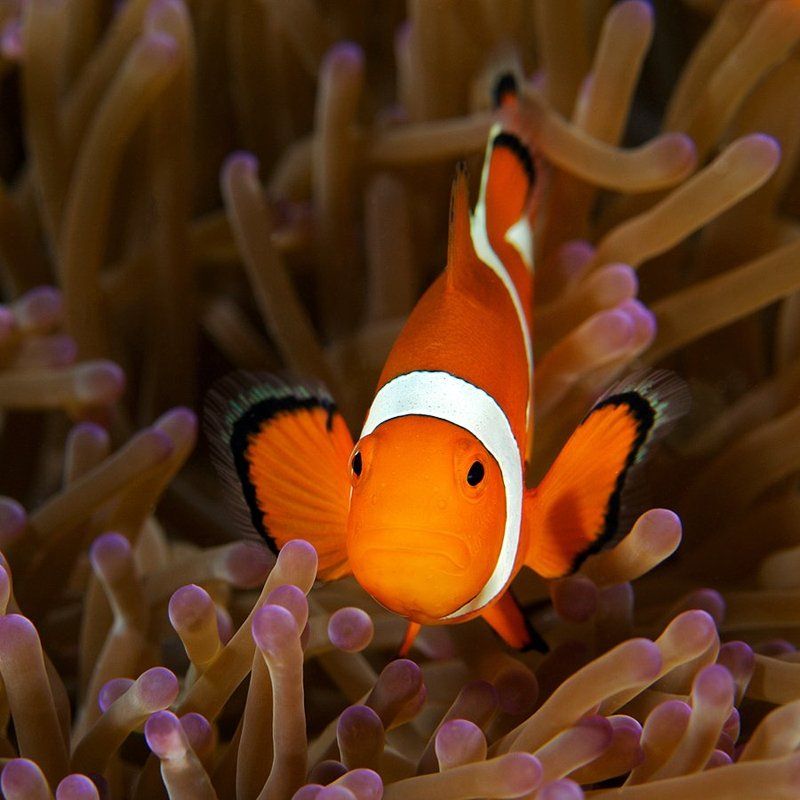 nemo, sipadan, clown, anemone, underwater Угрюмый фото превью