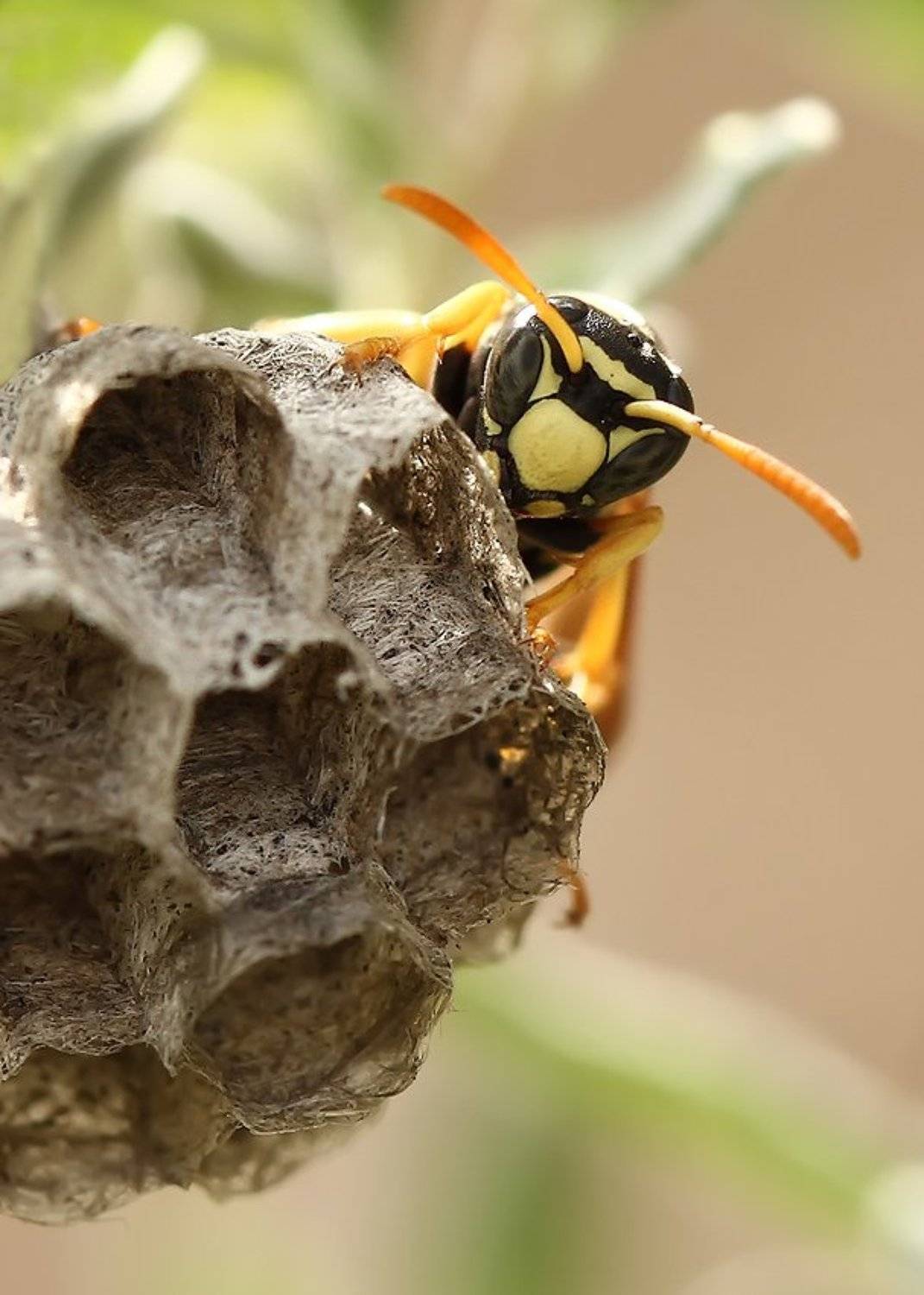 , Сергей Салюков