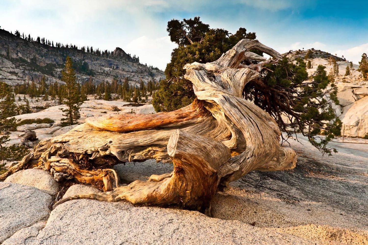 tree, yousimite, rock, mountain, Семён Замбровский