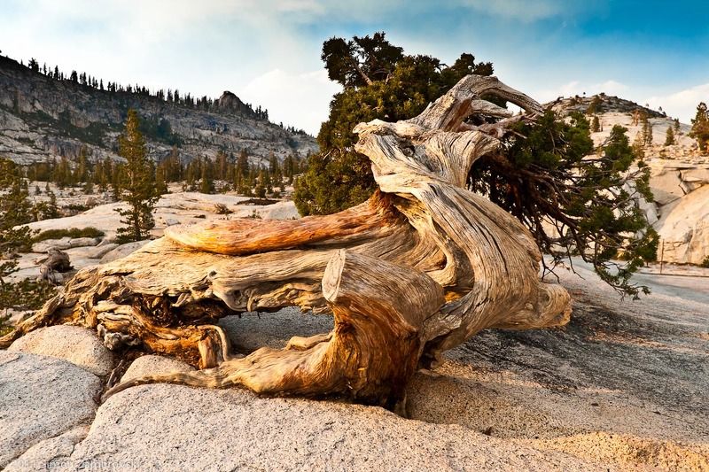 tree, yousimite, rock, mountain Древнее дерево фото превью