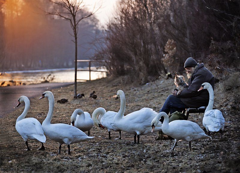 одиночество, старик, лебеди, собака Не один. фото превью
