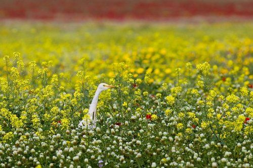 девушка в желтом