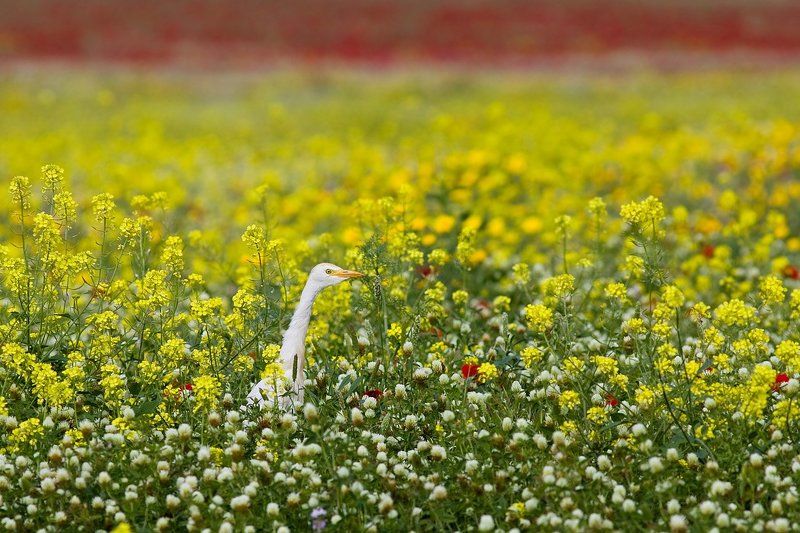 египетская, цапля девушка в желтом фото превью