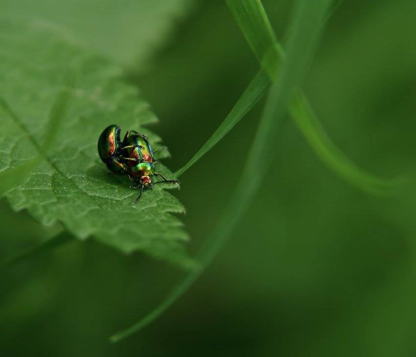 ира козлова, жуки, Art Loo