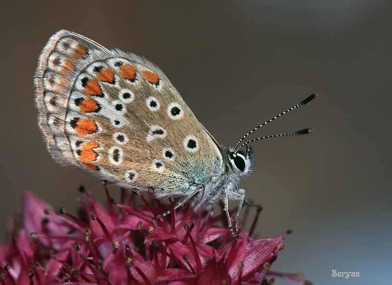 лето, трава, бабочка Только я, всё сижу... фото превью