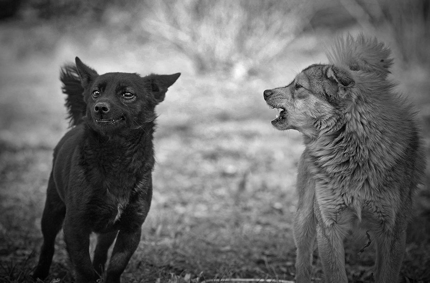 , Сергей Мироненко