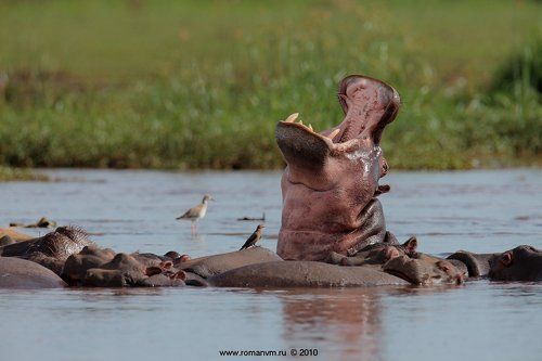 Уроки пения.