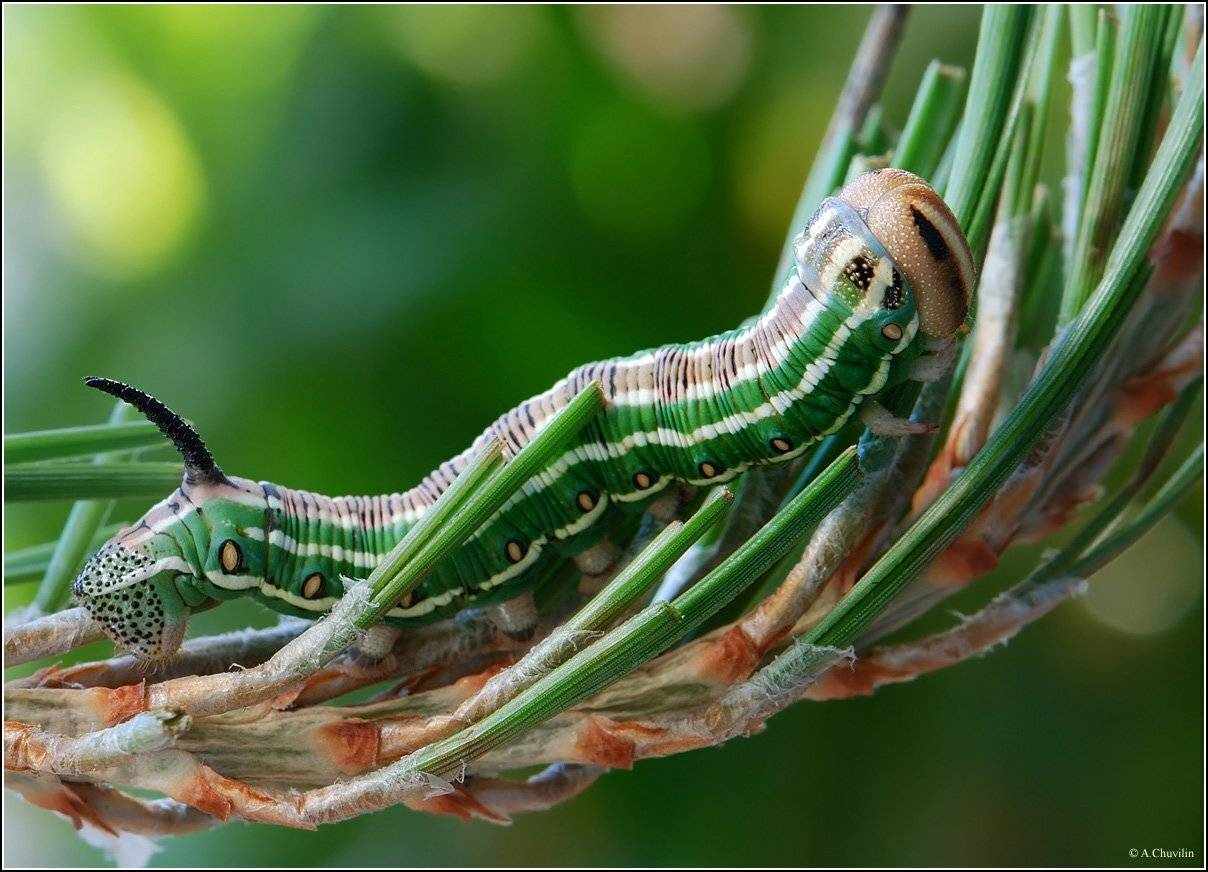 гусеница,бабочки,бражник,сосновый,pinastri,сосна, Александр Чувилин