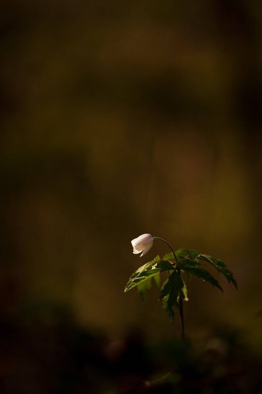 ветреничка, дубравная, Юлия