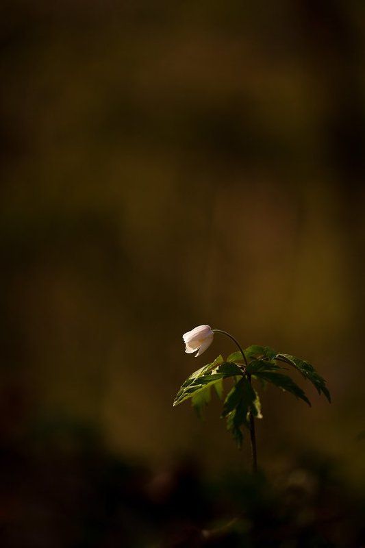 ветреничка, дубравная вечереет.. фото превью