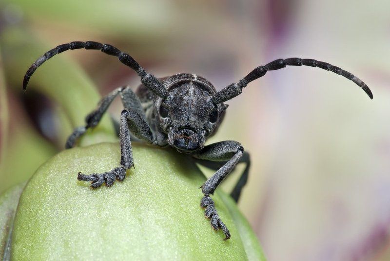 жук, макро, усач, micro-nikkor af 105mm f/2.8 d, nikon d80 Усатый дядя фото превью