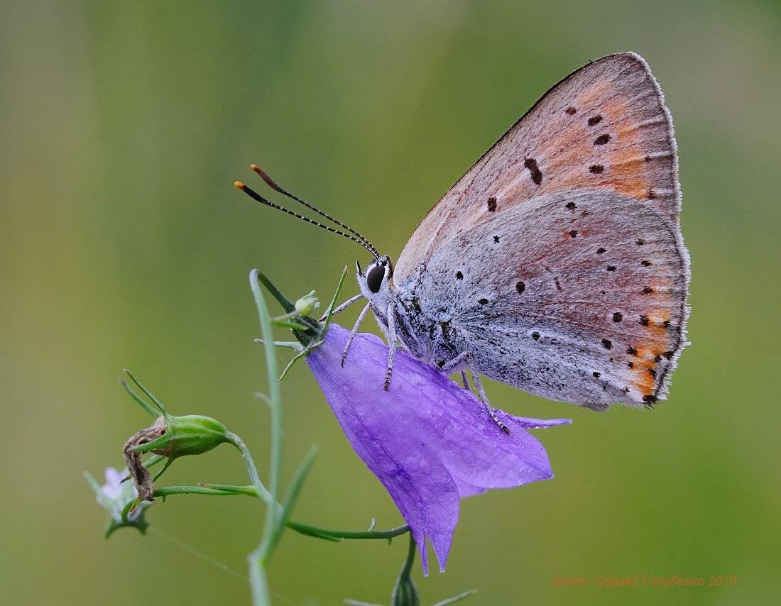 , Сергей Голубенко