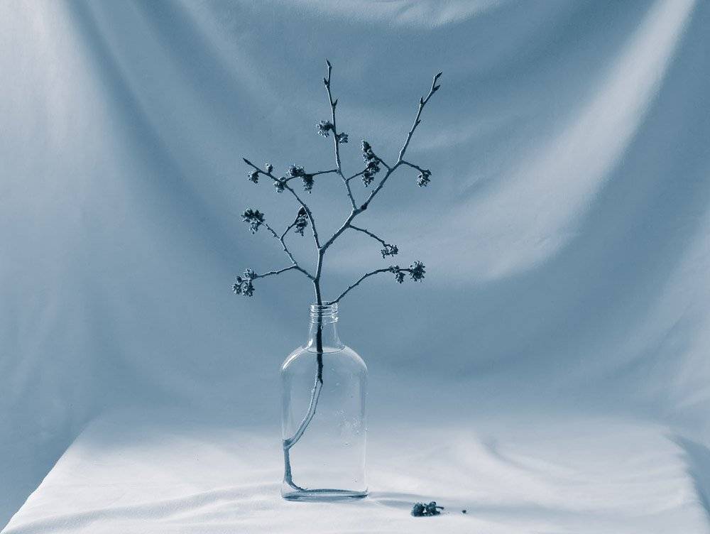 натюрморт, Юлия