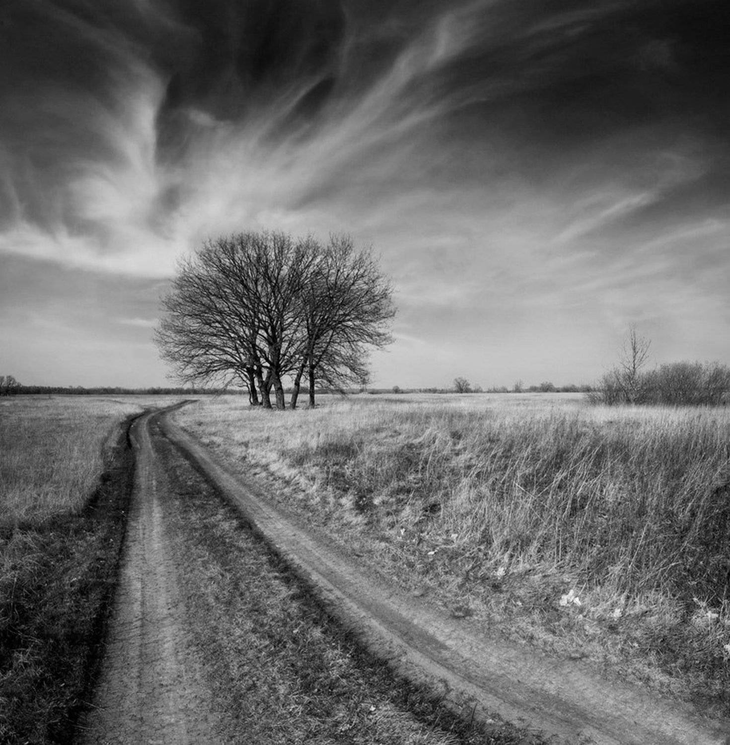 дерево, природа, пейзаж, панорама, фотография, чб, Piligrim