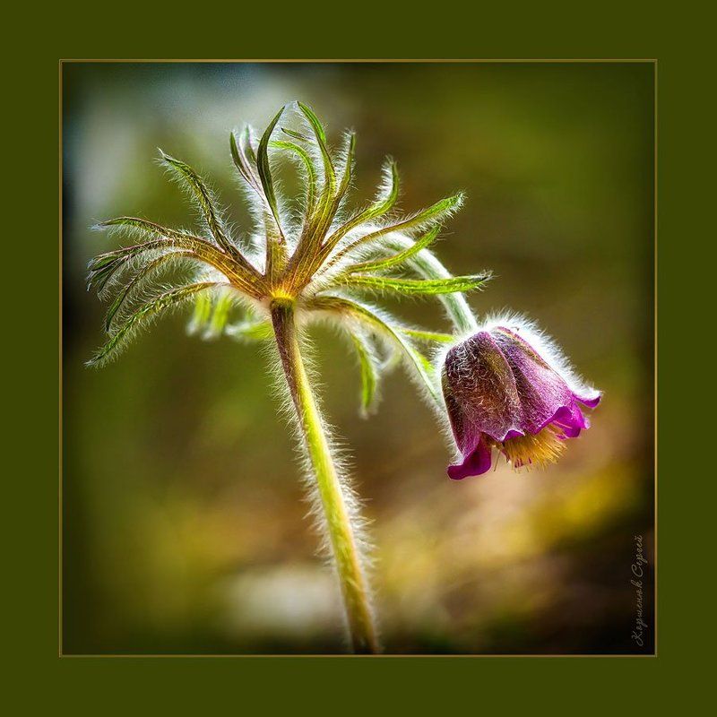 Последний из \