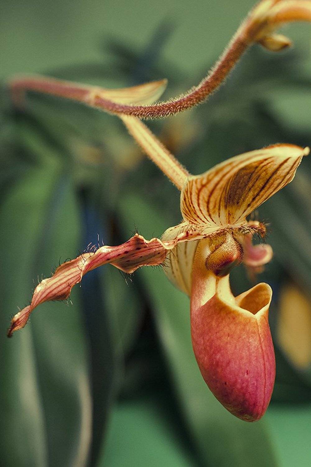 , Sergey Shaposhnikov