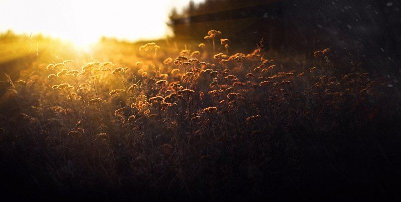 carbon based lifeforms фото превью