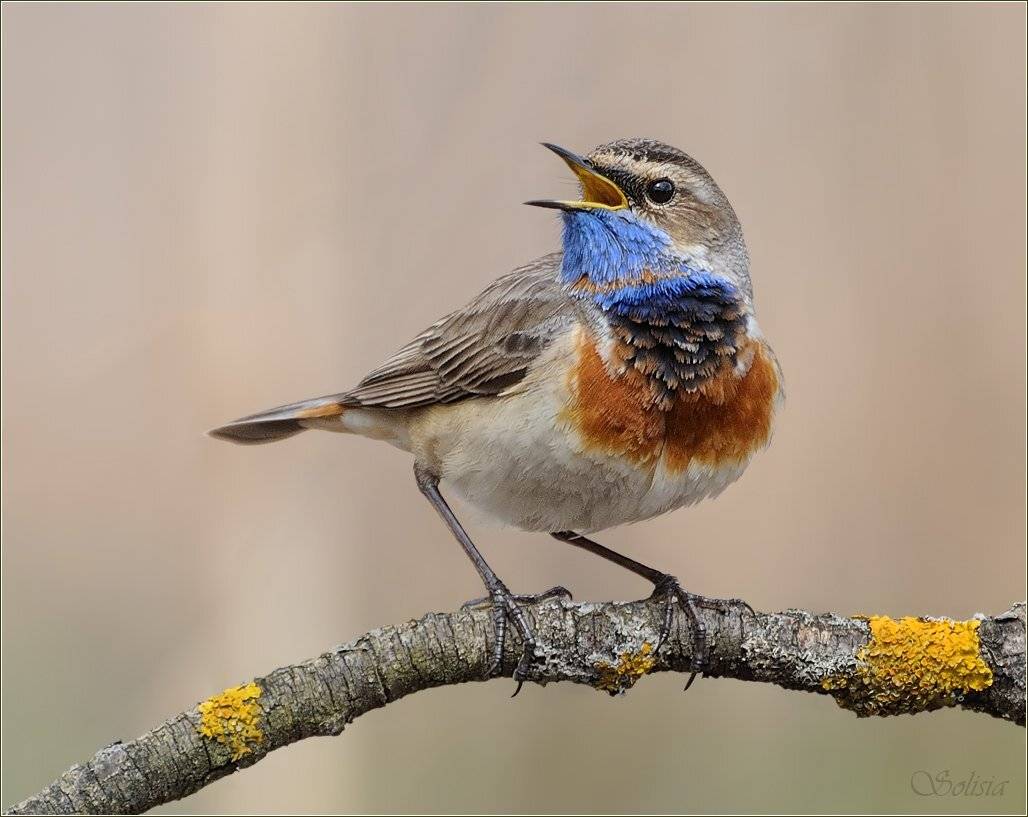 птицы, природа, весна, варакушка, самец, Солисия