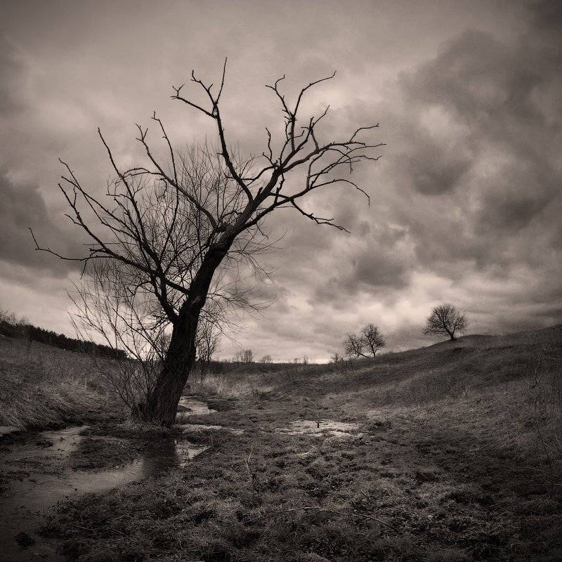 тучи, дерево, ненастье, Виталий Башкатов