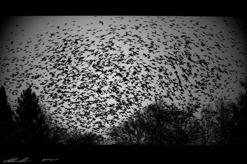 , Ростислав Машковский