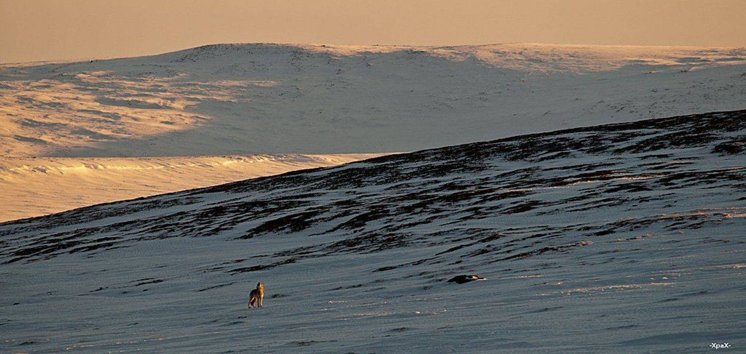 полярный, волк, Иван Кислов