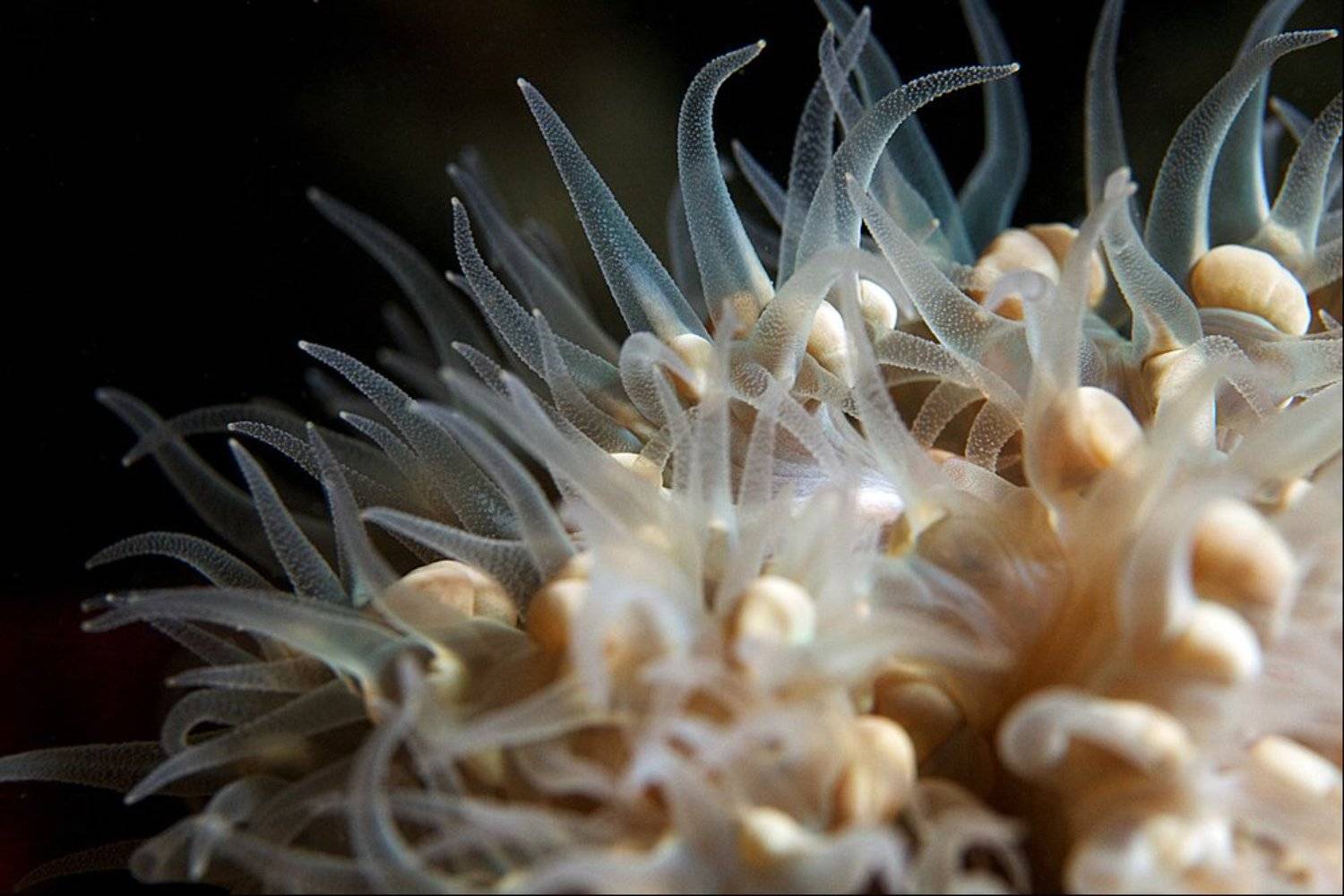 actiniaria, sipadan, underwater, Anton Akhmatov