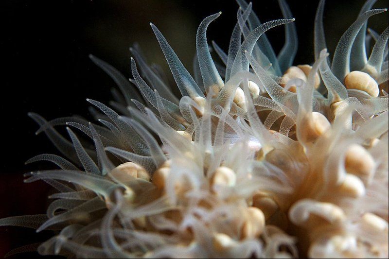 actiniaria, sipadan, underwater Щупальцы фото превью