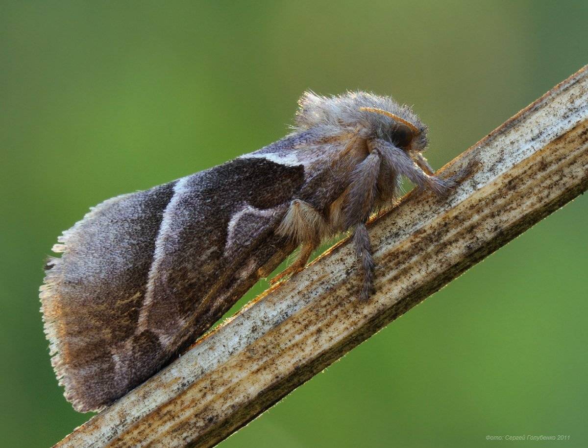 , Сергей Голубенко