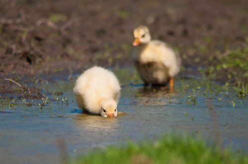 В луже у канавки, или пять минут из жизни гусиного семейства...